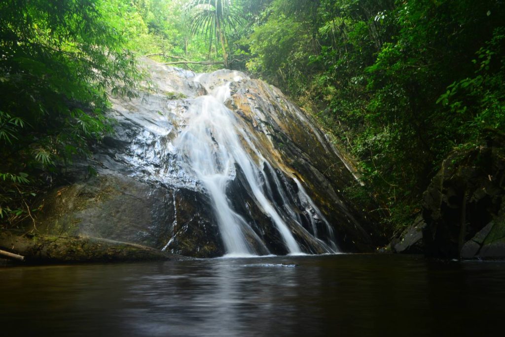 Forest Conservation and Connecting with Nature