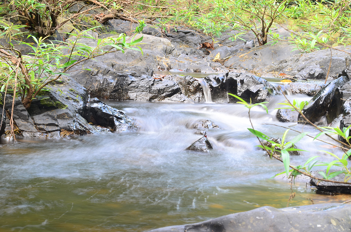 volunteer conservation in Thailand